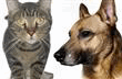 Missing animal-Animal-class image